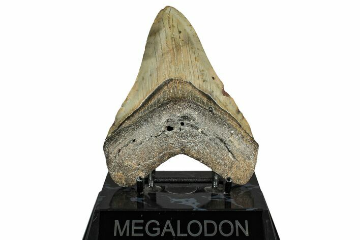 Fossil Megalodon Tooth - North Carolina #351733